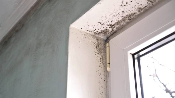 Office Mold Removal Services in Avonmore, PA