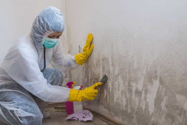 Best Certified Mold Removal  in Avonmore, PA