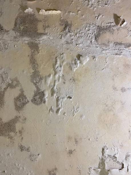 Best Mold Testing  in Avonmore, PA