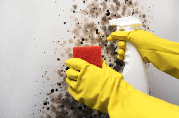 Best Crawl Space Mold Removal  in Avonmore, PA