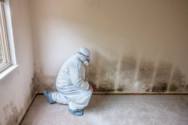 Best Commercial Mold Removal  in Avonmore, PA